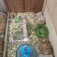همستر سوری