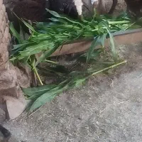 بره  نره