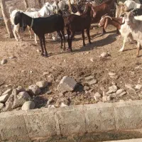 بز و گوسفند ماده