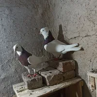 کبوتر