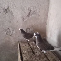 سه جفت جوجه یه پری پدر مادر گرو شده پریده