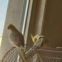 عروس هلندی