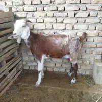 گوسفند بره دار+بز چاق خمیر