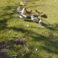 تخم مرغ چینی نطفه دار دونه ای ۳۵