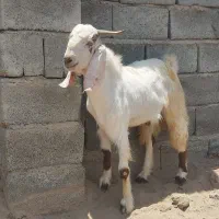 نری سفید نژادی