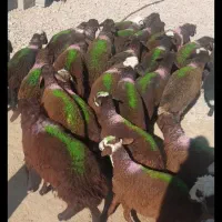 بره نر پای پرواری اصل درجه 1 دامداری امیر عامری