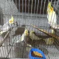 عروس هلندی سرلاکی نرم خور دونخوراهلی کوتوله برزیلی