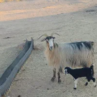 بی و بز