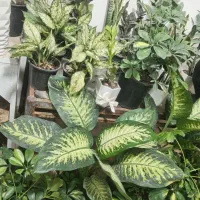 سانسوریا. زاموفیلا. دیفن انواع گل