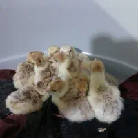 ۱۰ عدد جوجه بوقلمون