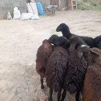 بره ماده