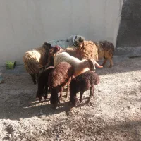گوسفند