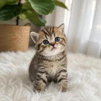 بریتیش بلک گلد