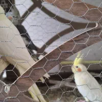 فروش عروس هلندی