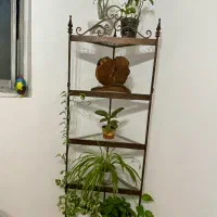 فروش گلدان های آپارتمانی بسیار سرحال