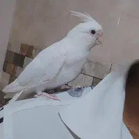 عروس هلندی آلبینو