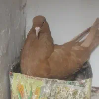 کفتر|پرنده|مشهد, بلال|دیوار