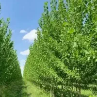 نهال هلو آلبرتا گیلاس خرمالو سیب