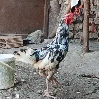 خروس|حیوانات مزرعه|قرق, |دیوار