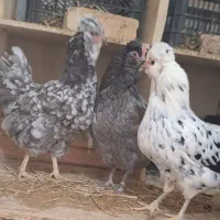 تخخم مرغگلین