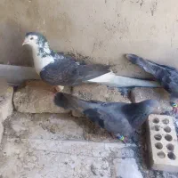 کفتر کبوتر دمگیر اصفهانی
