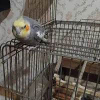 سلام یک جفت عروس هلندی سرحال