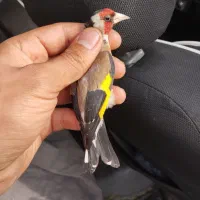 سهره نر گل بلند رنگ روشن خرم اباد