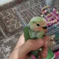 جوجه طوطی برزیلی