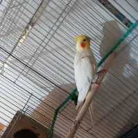 عروس هلندی نر لوتینو مولد با تخم آواز خوان