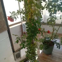 پیک موتوری ونانوا