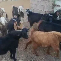 چپش نر