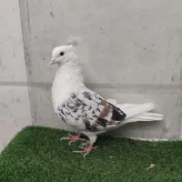 تپر سرخ و پلنگ نروماده