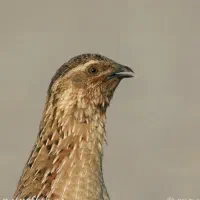 بلدرچین بخون