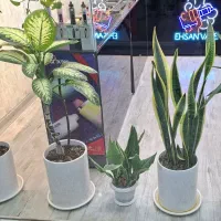 گل و گیاه