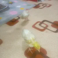 جوجه|پرنده|مشهد, سجادیه|دیوار