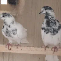 فروش پاکستانی بتیره و گلدن پیور
