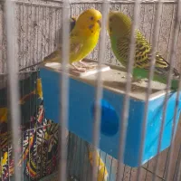 مرغ عشق جفت