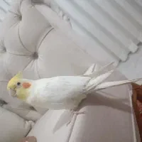 عروس هلندی سخن گو