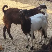 بره نر  بزغاله ماده و نر