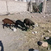 سه عدد بره ماده