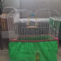 قفس