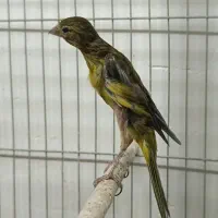 تعدادی قناری سبز