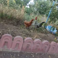 یک خروس و یک مرغ جوان