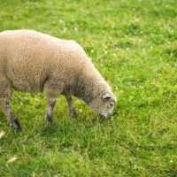 گوسفند چرانی در ترکیه