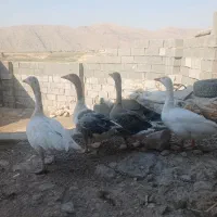 غاز جوان
