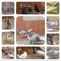 ۱۰تا کفترساده همه نر معاوضه