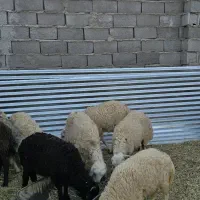 بره|حیوانات مزرعه|یزدان شهر, |دیوار