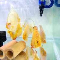 گار گلدن|ماهی|فولادشهر, B4|دیوار