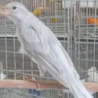 قناری خاکستری گوش س