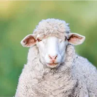 گوسفند و دام زنده (همراه با قصاب)